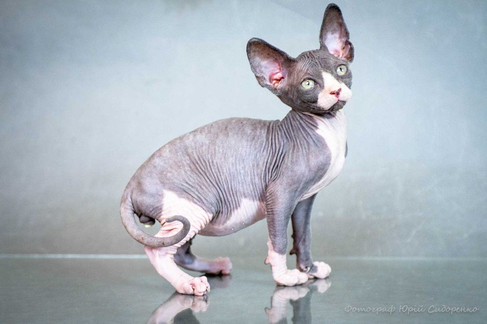 Котёнок, порода Сфинкс, голубые глаза