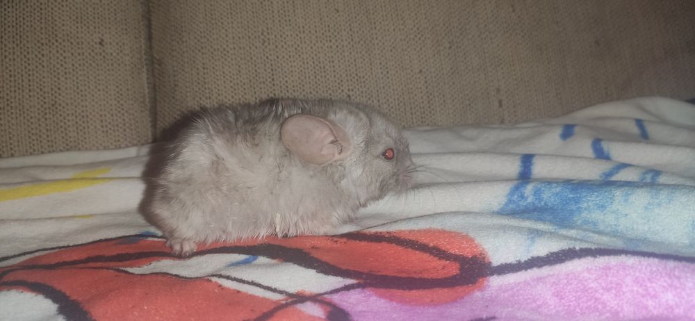 Szynszyle koloru szarego