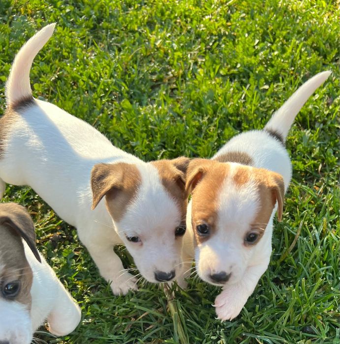 Sprzedam suczkę Jack russell terrier