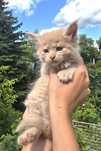 Kremowy kocurek Maine Coon