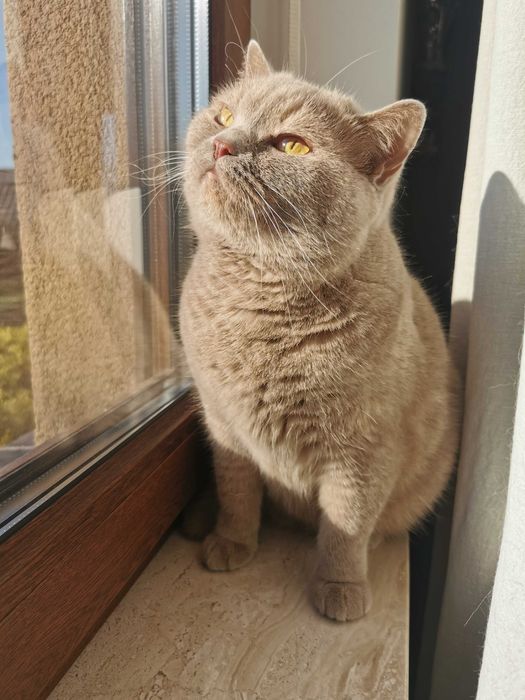 Płowa szylkretka w opcji pohodowlanej - hodowla Apollove.