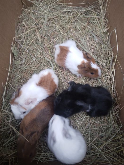 Świnki morskie młode