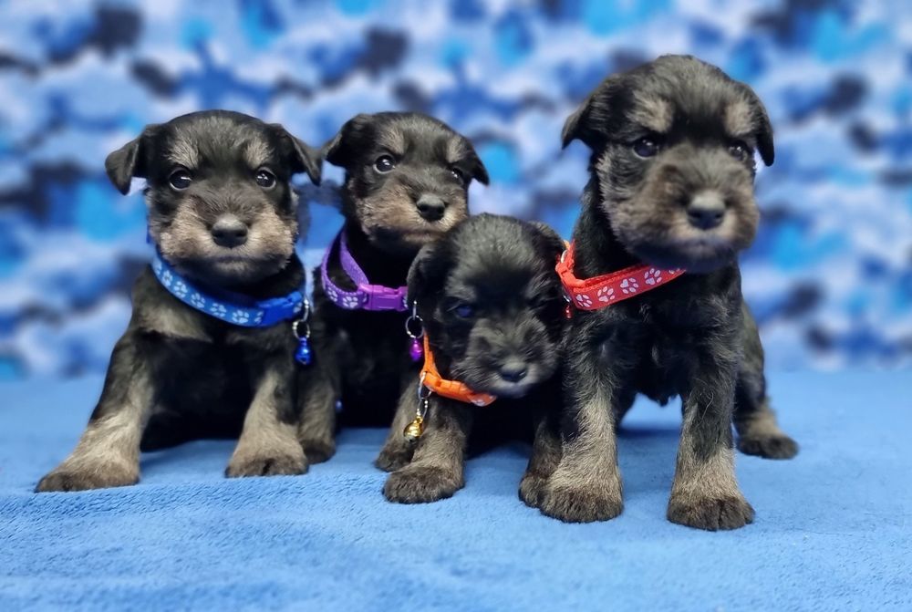 Цуценята цвергшнауцера