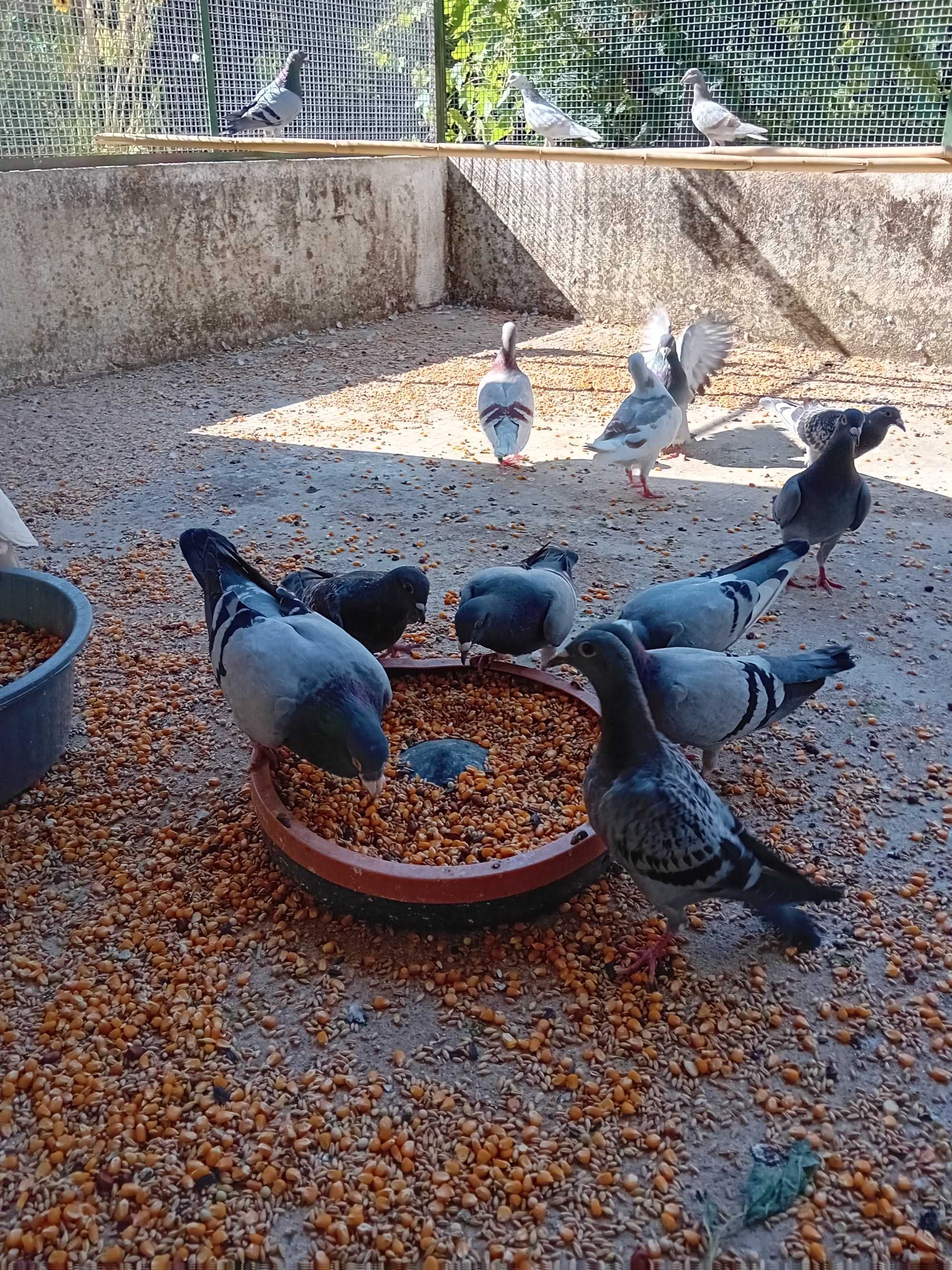 Pombos correios para venda de varias raças e pombos deste ano