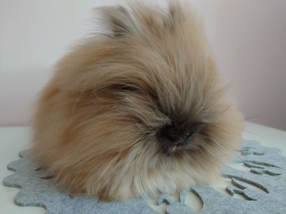 Króliki Karzełki Teddy