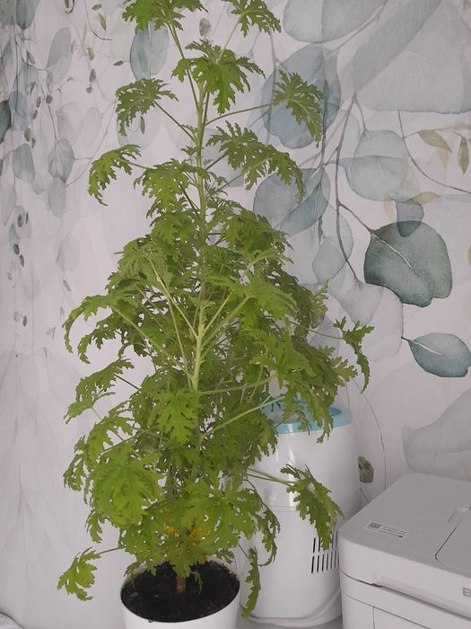 Kwiat Anginka wysokość 80cm od doniczki