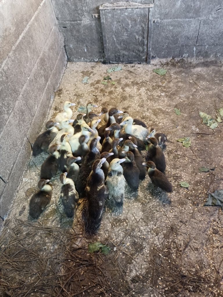 Patos mudos caseiros