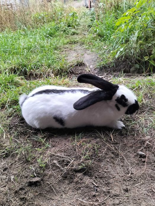 Samiczka srokacz niemiecki