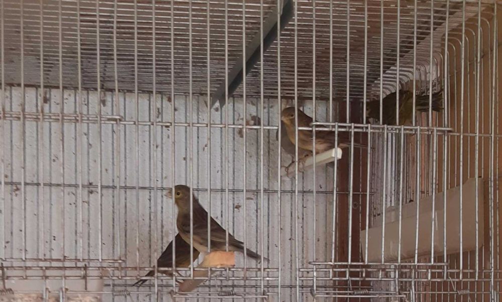 Lote de canários ou venda individual + trio de canários de Moçambique