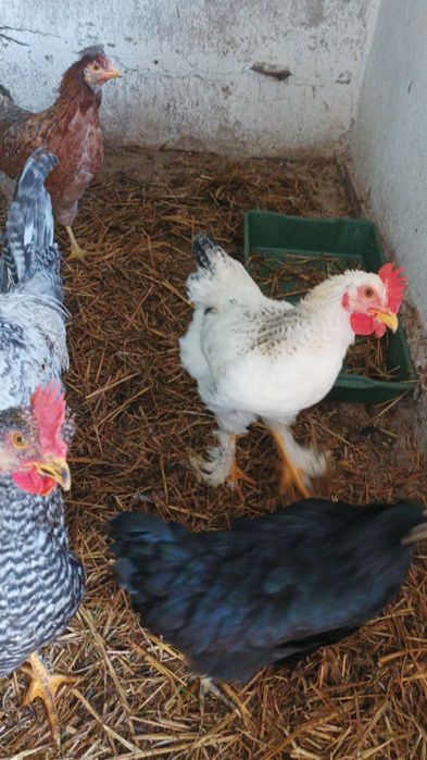 Sprzedam koguta tegorocznego