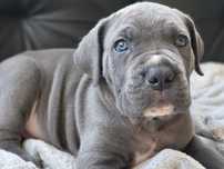 Pies Cane Corso Italiano po Championach