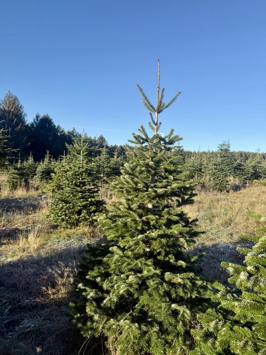 Choinka z dostawą! Warszawa i okolice! Klasa Premium