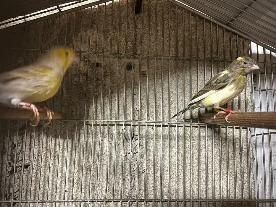 Canários para Venda