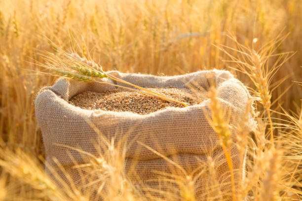 Продам зерно пшениці + кукурудзи + ячмінь
