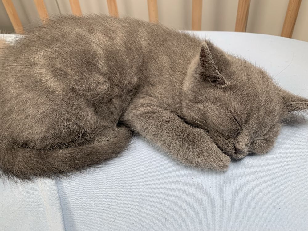 Kot Brytyjski Scotissh Fold