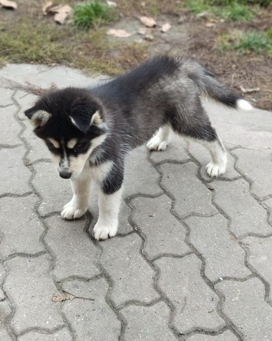 Husky Syberyjski
