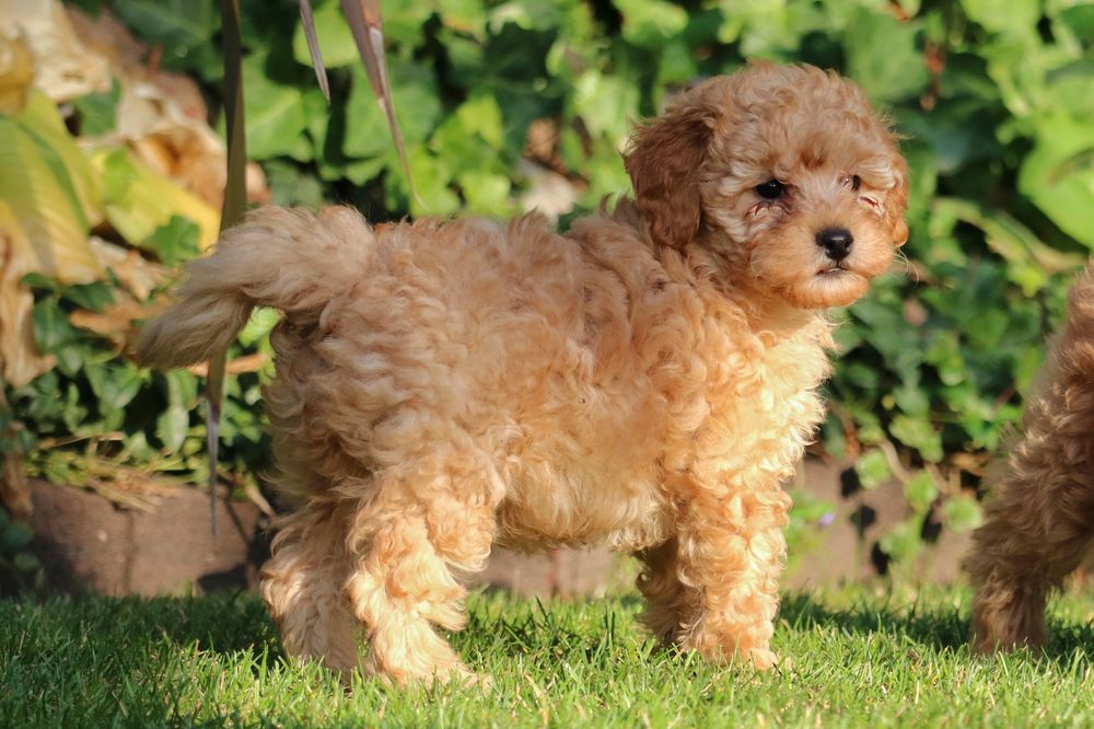 Przepiękny piesek maltipoo Red f1b