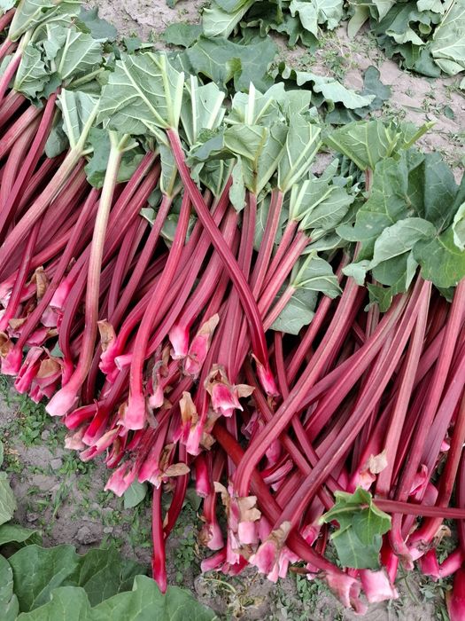 Rabarbar malinowy