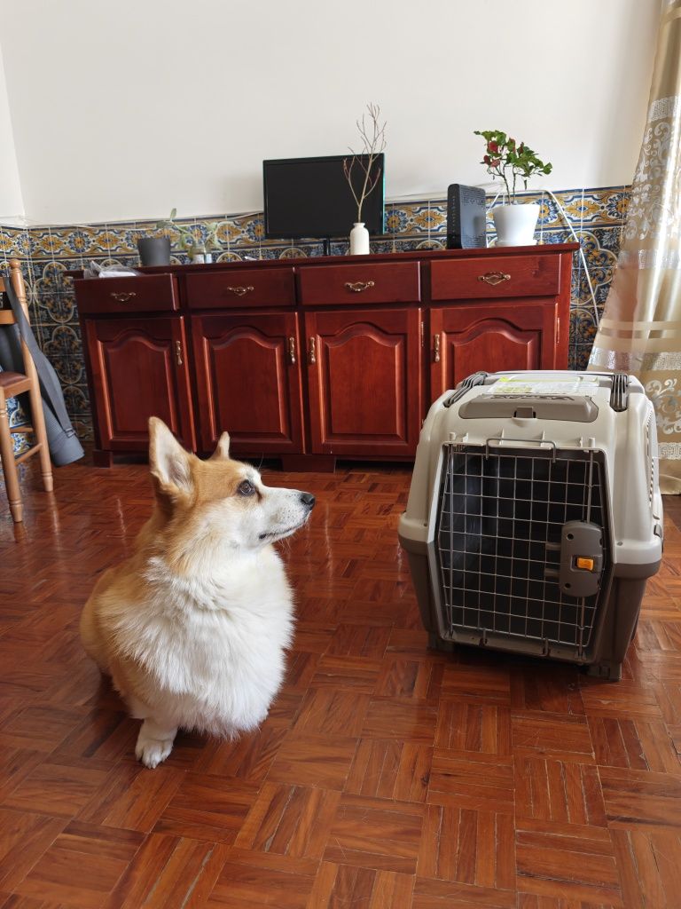Transportadora para animais