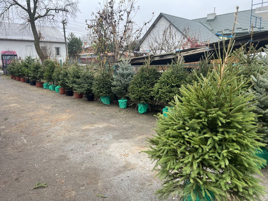 Ялинка в горшику. 1-2м.