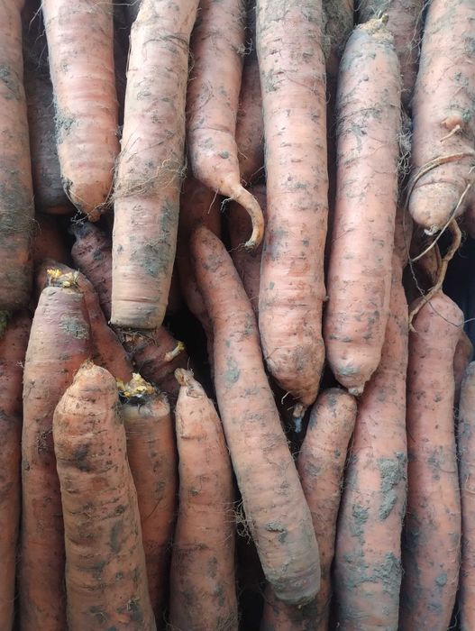 Sprzedam gruba marchew