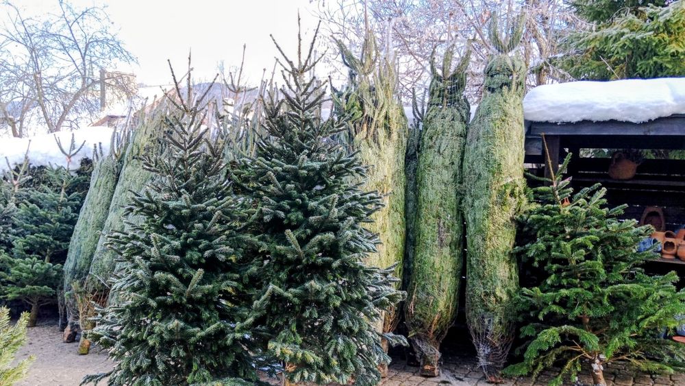 Choinki świąteczne żywe