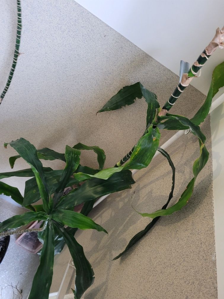 Dracena wonna Dracaena fragrans duża wys. 3 metry 4 łodygi