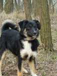 Forest czeka na nowy dom