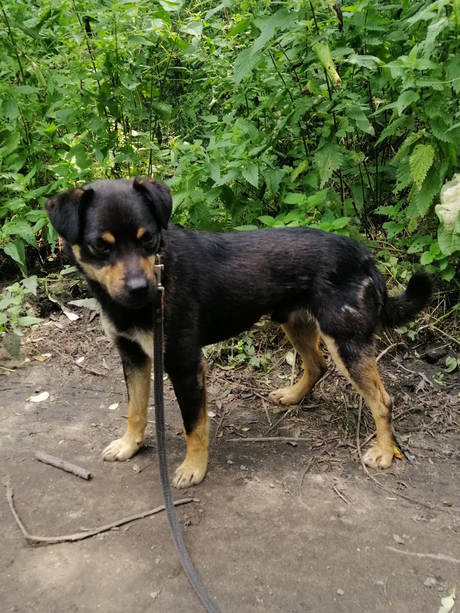 ZIOMEK młody spokojny piesek poleca się do adopcji