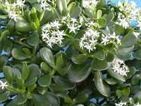 Crassula ovata planta do dinheiro