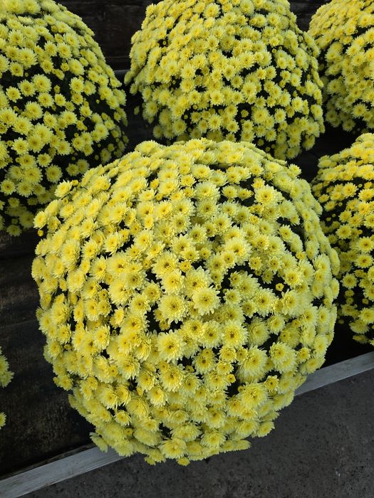 Sprzedam chryzantemy