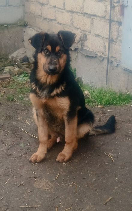 Щенок немецкой овчарки