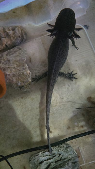 Axolotes macho com um ano