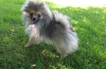Szpic Pomeranian miniatura piesek