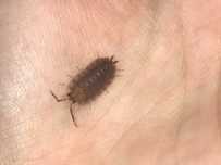 Porcellio scaber różne odmiany - isopody ekipa sprzątająca prosionek