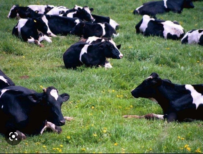 Likwidacja stada krów mlecznych 26 sztuk
