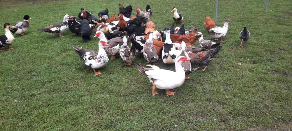 Sprzedam Kaczki francuskie i Staropolskie