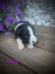 Border collie śliczna suczka, przebadani rodzice