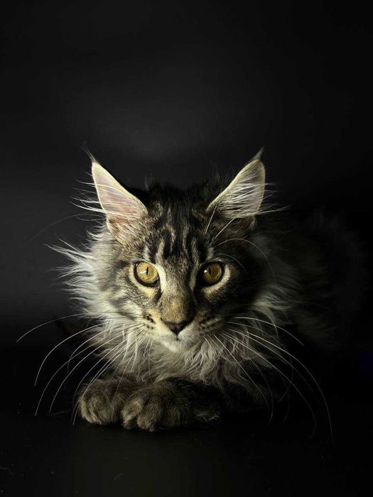 Сріблястий мейн-кун котик зі всіма документами WCF Ген тести батьків