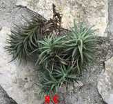 Plantas aereas (Tillandsia paucifolia)