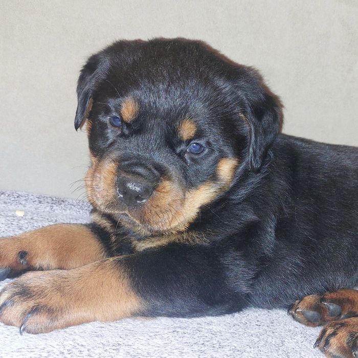 Rottweiler suczka Gotowa do odbioru.