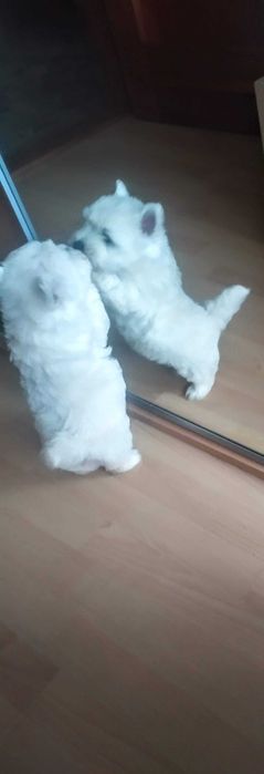 szczeniak west higland white terrier