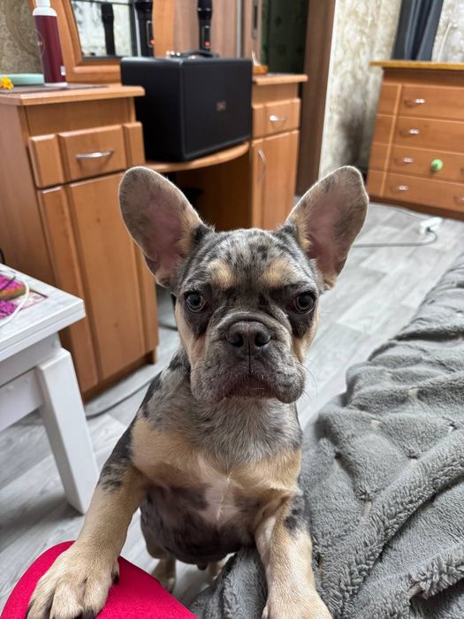 Срочно Французкій бульдог хлопчік