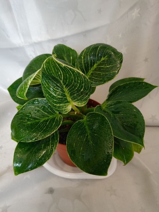 Філодендрон Біркін.