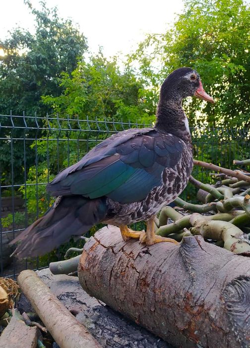 Kaczki piżmówki i mix staropolskie/dworka 2025r