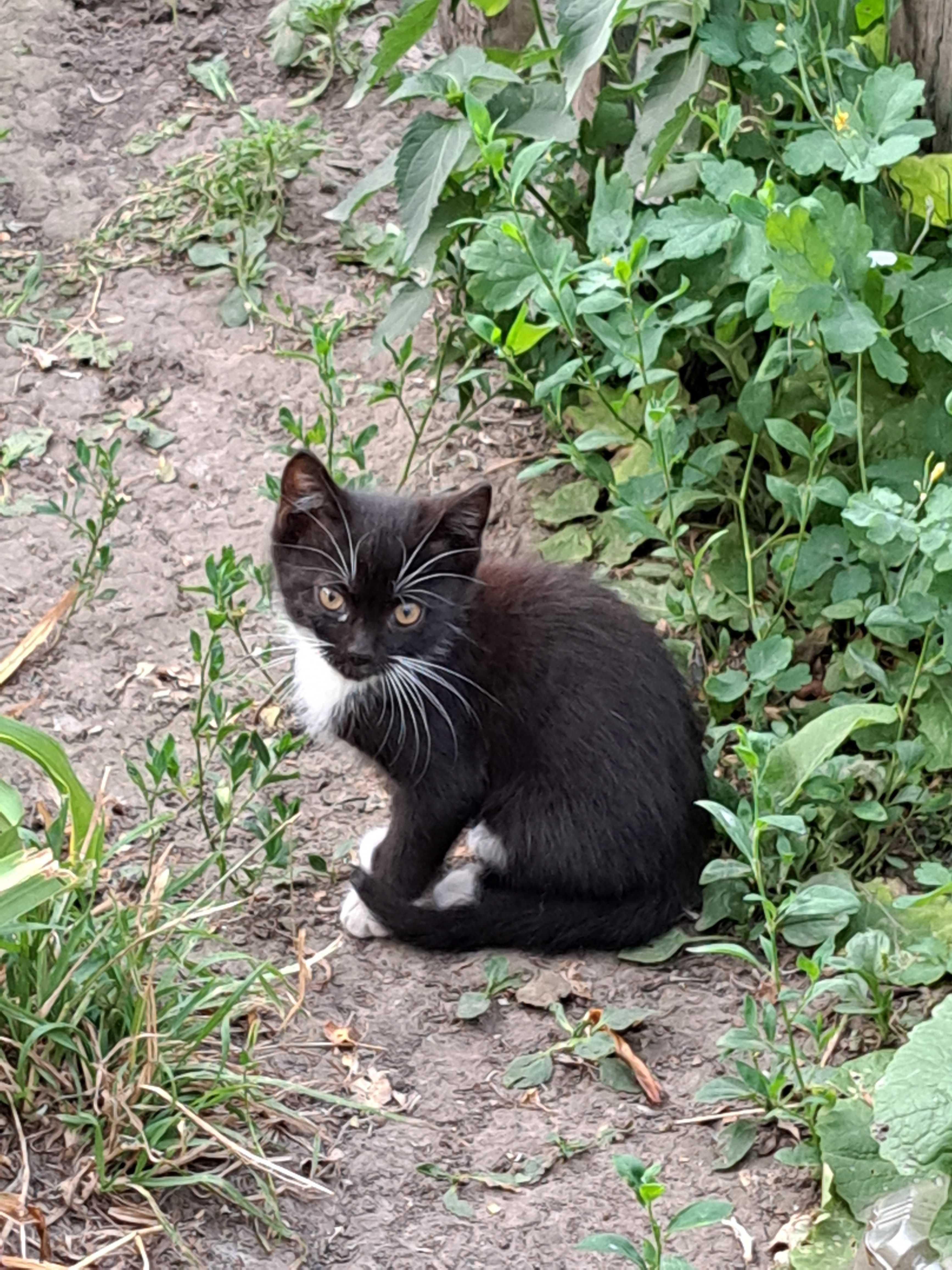 Котята ищут дом, отдам в хорошие руки
