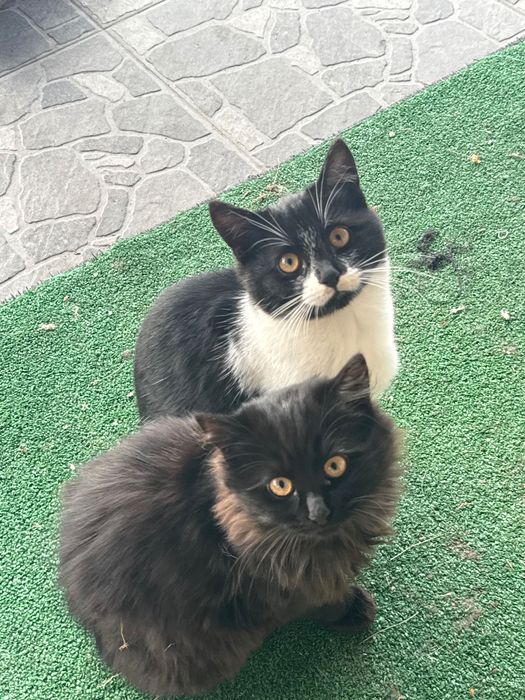 Отдам в добрые руки