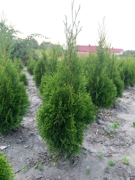 Туя Смарагд Колумна Брабант Кипарисовик доставка