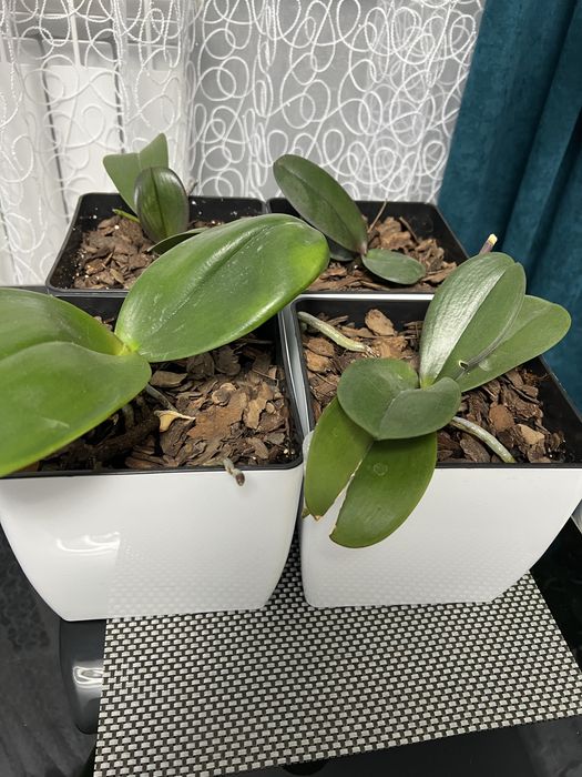 Орхідейки первоцвіт