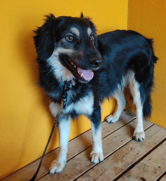 Ніжний та симпатичний Піт, 1,5 роки, друг для всієї родини, собака